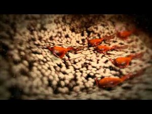 Giardia and your pet