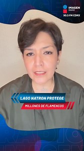 1.2K views | 囹 El lago Natron, en Tanzania, es tan salino que preserva cadáveres y protege a miles de flamencos. Lore Rivera nos habla de esa maravilla natural que se encuentra en riesgo, ¿por qué motivo? #ImagenInforma #ImagenRadio #PoniendoAMéxicoEnLaMismaSintonía | Imagen Radio | Facebook