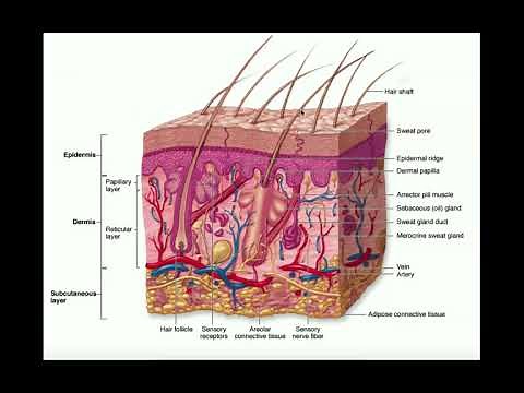 The Integumentary System | The Dermis & Hypodermis