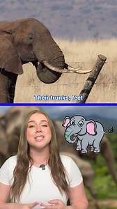 I knew elephants were smart, but this is impressive! 🧠🐘 #cuteanimals #funnyanimals #elephants #safari #intelligent #smart #electricfence | Daily Mail Animals
