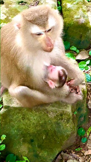 Mom Joyce breastfeeding a newborn baby #monkeybaby #monkey #macaque #babymonkey #reelsviralシ | Baby monkey