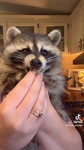 uncertain about the brocc 🤔🥦 credz https://instagram.com/tows_and_tails | animals eating fruit