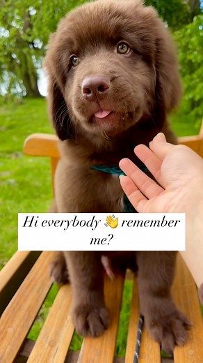 Update on Bourbon formerly known as Declan. 😁💗 #love #joy #puppylove #bbnewfoundlands #bsharrisbreezenewfoundlands #happy #newfielove #newfoundlanddog #newfoundlandpuppy #foryou #update #family #xybca #trendreel #viral #puppy | B’sharri’s Breeze Newfoundlands