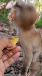 Blind young mom Lila with cute Lilo💕🐒 | Monkey Care