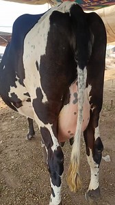 jersey milk, desi cow, cow and calf, gir cow price, cow brush, cow feed, sahiwal cow price, cow grass, cow mandi, jersey cow price, american cow, beef cow, milk cows, hf cow price, desi cow milk, highest milk producing cows, a2 desi cow milk, cow market, best cow, fat in cow milk, desi cow price, fat in buffalo milk, holstein friesian cattle, holstein friesian cows in australia, holstein friesian badshah, holstein friesian cow milking, holstein friesian cows for sale in pakistan, holstein friesi