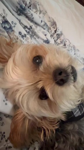 Yes Molly, I’m getting up to get your breakfast! 🤣🐶 Happy Monday! #dog #dogs #dogmomlife #cutedog #mondaymotivation | Travel Girl and Her Dog