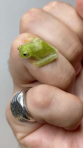 12K views · 869 reactions | This is one of my Northern glass or...