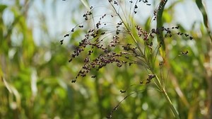 clip-1088025915-growing-proso-millet-agriculture-plant-panicum-miliaceum