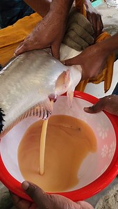 2.5M views · 6.3K reactions | Big Pangash Fish Breeding Methods Fish eggs collection Hatchery Fish Farm #FishBreeding #fisheey | AB Fishing | Facebook