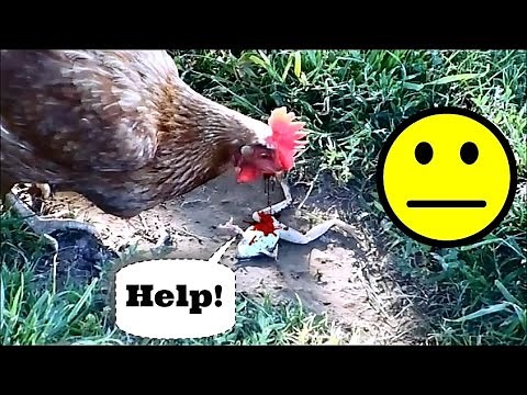 Chickens eat a frog... GROSS! (graphic)