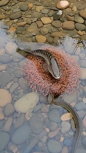 4M views · 25K reactions | Mom snakehead fish saves her young from a snake 朗 #AiReels #snakehead #snake #underwater | Dadi Fishing | Facebook