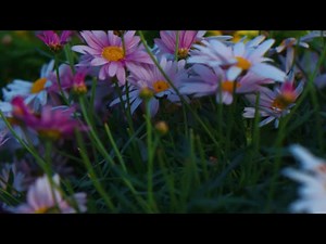 Springs Embrace Motion Background 15 | Visual Church