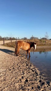 3.4K views · 250 reactions | Manchita is aangekomen bij de poel op Paddock Paradise om even te genieten van een verfrissend drankje  Wist je dat Manchita in 2004 als polopaard vanuit haar geboorteland Argentinië naar Nederland is overgekomen? Letterlijk vertaald betekent haar naam kleine vlek of spot, vernoemd naar de witte markering bovenin haar hals  | De Paardenkamp | Facebook
