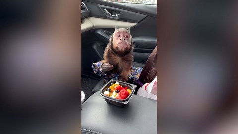 A Monkey Deeply Focused on a Phone Screen
