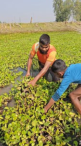 3.2K views · 18 reactions | Traditional Fishing Method | Catching Fish With Bamboo Tools & Net | Fishing in the Village Pond #fishing | Sofia Fishing Life | Facebook