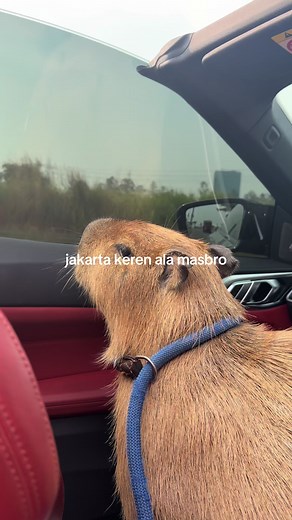 pengganti dosen yang lagi cuti😂🍒 #capybara #capy #exoticpets #exoticanimals #capybaratiktok