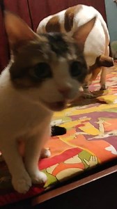 On public demand... Lokkhikanto boba noy!!! (Slight tarkata amaar Moto) | Tarkata Ayantika