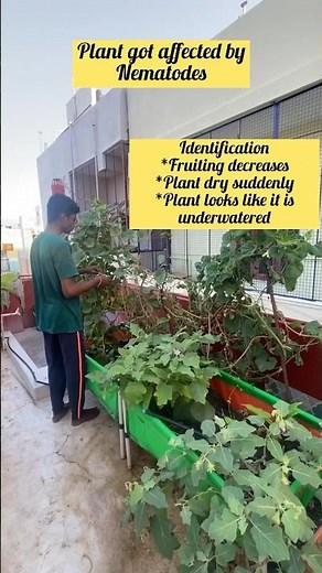 How to control nematodes in our garden 🪴