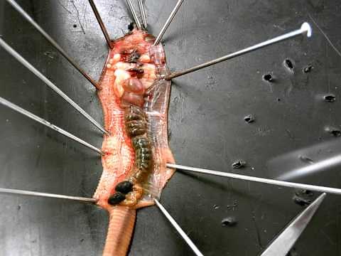 Earthworm dissection.AVI