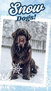 #Winter isn't over yet, here's some #purebreddogs enjoying the #snow ! #snowdog #ADF #AKC #PUPPY #finnishlapphund #greatdane #Husky #siberianhusky #Saluki #Spaniel #Englishtoyspaniel #Bostonterrier #stbernard #saintbernard #showdogs #Frenchie #Frenchbulldog #Newfoundlanddog #Newfoundland #Doberman #norwegianelkhound #aussie #australianshepherd #weimaraner #chinesecrested #belgianmalinois #malinois #pets #germanshepherd #Keeshond #wirehairedvizsla #dachshund | American Dog Fancier