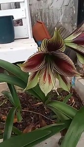 Hippeastrum Papilio en plena floración. Vicente Gómez Guatemala #amaryllis #amaryllisflower #hippeastrum | Mundo Hippeastrum