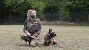 Dogs trained to accurately sniff out COVID-19