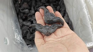 Box Black Colored Trapa Natans Dragon Stock Footage Video (100% Royalty-free) 3921833181 | Shutterstock