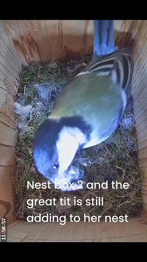 Nest box 2 this morning, the great tit is still adding feathers to her nest #cameranestboxbyjacqui | Camera nest box by Jacqui