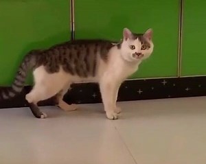 Michael Catson 😁 | Cats Land