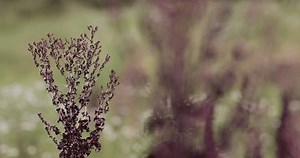 Close-up Atriplex Hortensis Bush Field Young Stock Footage Video (100% Royalty-free) 3951499177 | Shutterstock