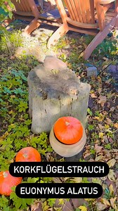 4.6K views · 18 reactions | Euonymus alatus wunderbares Gehölz für den Garten | Pflanzenarzt | Facebook