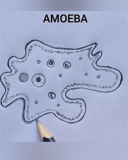 How to draw amoeba easily / amoeba diagram