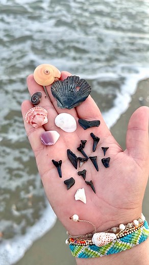 Another great day of finds at the beach! 🦈🌊🐚🌴 #holdenbeach #holdenbeachnc #nc #northcarolina #beachfinds #handfulofhappiness #shelling #sharkteeth #fossilhunter #sharkteethhunting #solotravels #roadtrip | Brooke Ashley Farris
