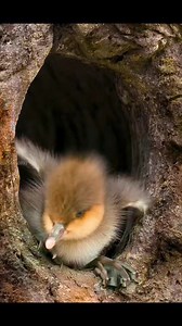 Lovely Duck chick full video In page #viralreelsfb #reelsfypシ #2024season #2024challenge #2023challenge #viralpage #humanity #hunting #dresses #viralvideo | Hunting Lovers