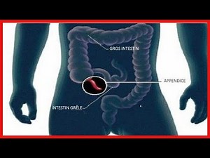 Les scientifiques découvrent enfin la fonction de l’appendice humain