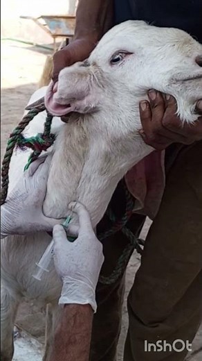 How to Castrate a Male Goat Safely | Step-by-Step Guide