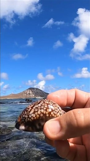 Beautiful shell found while diving in Hawaii tide pools. #hawaii #seashell #shells
