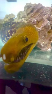 The Rarest of morays, Tiger Fangtooth Moray Eel❤️‍🔥#iwarna #morayeel #rarefish #marinereef #saltwaterfish #marinelife #rareanimals | Iwarna Aquafarm