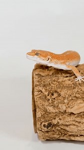 clip-3985155125-macro-side-view-orange-leopard-gecko-moving