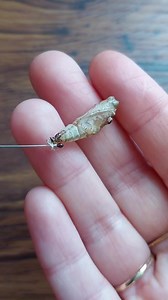the fancy term "sexual dimorphism" relates to the visual differences in sexes of the same species. 🍂 in lepidoptera it varies. most look exactly the same. some have subtle nuances - and some are very drastically different, like these blue-frosted banner butterflies! (catonephele numilia) ✨ the female has a beautiful lacy border and a dot of crimson red, nestled next to some delicate white striping. 🥀 whereas Mr.Showstopper male over here 👀 has these striking fluorescent orange dots that almos
