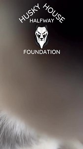 Nose boop o’clock! These babe are all looking for a #foreverhome apply today! If you can’t adopt please consider signing up for monthly support, to help continue our rescue efforts and providing the absolute best to our huskies while they wait for a #home. Now, let’s see your nose boops! #huskyrescue #savinglives #noseboop #boop #adoptmeplease #takemehome #adoptionsaveslives #HelpUsHelpThem #rescuedogsrock #huskylovers #rescuedog | Husky Halfway House