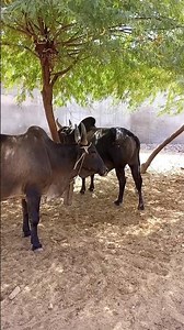 buffalo breedar bull | buffalos meeting | buffalo meetup