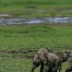 #Repost @beautifulelephants Beautiful Elephants! ❤️ . . . Save the Elephants! #beautifulelephants #stoptheivorytrade #elephantrescue #savetheelephants #elephant #elephants #elephantlove #babyelephants #elephantsofinstagram | Wild Destinations | Facebook