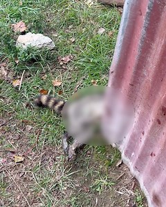 pasture protector stops bandit | Shirtless Jake's Homestead