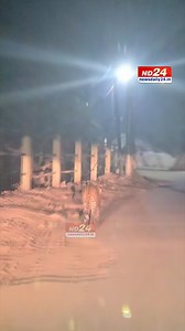 A leopard was spotted roaming in Nilachal Hills, moving along the route from #KamakhyaTemple towards the Bhuvaneshwari Temple in #Guwahati | ND24 Updates