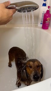 Keep your weenie clean!!🛁🌭💗 My neighbor put me on to this shower head. It is renter friendly & has increased my quality of life immensely. I added it to my Amazon Storefront in my “Cleaning Hygiene” list! • • • • • • • #dachshund #dachshundofinstagram #weeniedogsofinstagram #dogsofinstagram #puppy #wienerdogsdoingthings #doxie #pup #doginfluencer #cutedog #pupfluencer #sideeye #longdoggo #doxiedaily | Sprinkles the Weenie