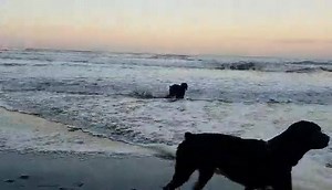 Saturday fun at the beach | Positively Canine