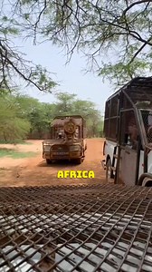 Lion Encounters and Wildlife Protection in Africa #Safari #WildlifeProtection #Africa #Lions #EcoTourism | Satisfying Videos