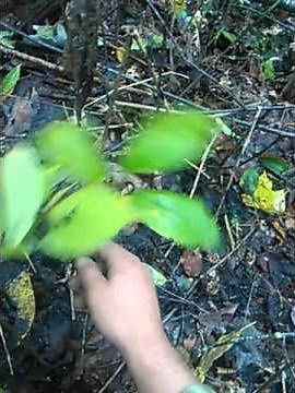 Digging ginseng in the Appalachians, southwest Virginia