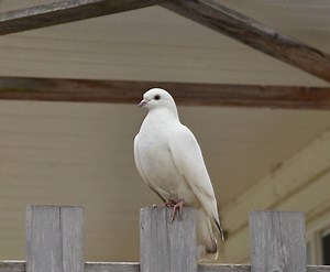 How do you tell if your Pigeon is a male or a female???
